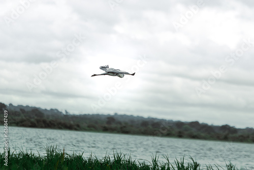 stork in flight