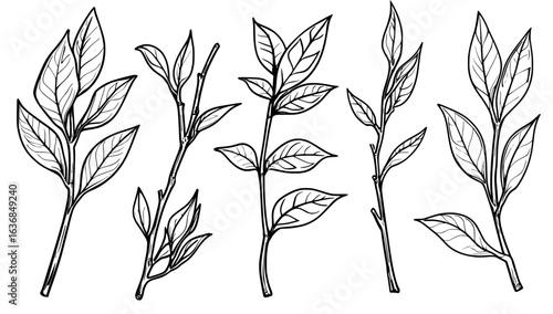 A natural tea leaf collection, including realistic tea leaves and branches, as well as green plants and herbs isolated on white, forms a modern and refreshing herbal agricultural set, ideal for