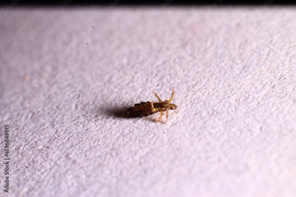 Obraz premium Head louse