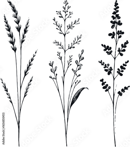 Black and White Meadow wild herbs Herbaceous plants. Set of outline doodle floral sketch Leaves. Hand drawn Wheat rye. Ears Botanical drawing. Line art grasses stems grain spikes illustration
