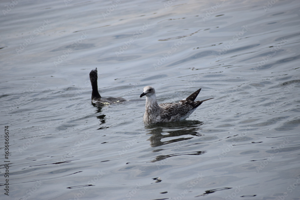 Fototapeta premium seagulls and cormorants in the sea