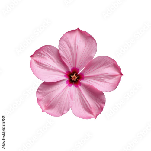 Delicate Pink Hibiscus Blossom Isolated on Transparent background