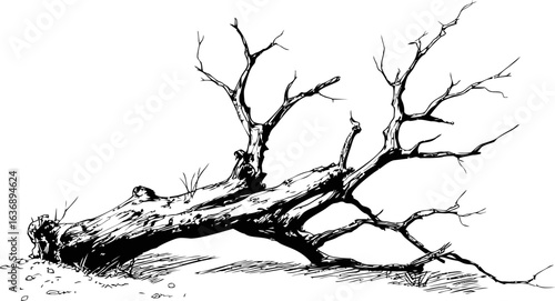 Fallen tree with barren branches on the ground, black and white sketch. Vector illustration