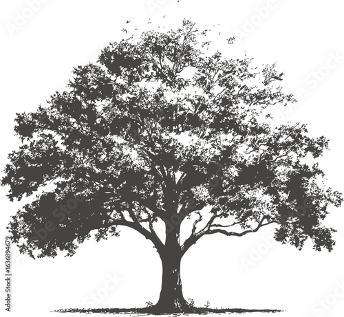 Black and white silhouette of a large oak tree with detailed branches. Vector sketch illustration