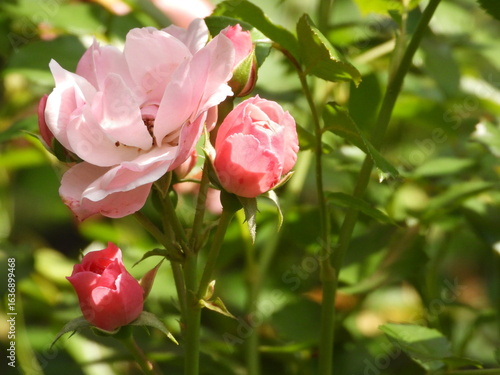 Wallpaper Mural In the photo there are pink roses. Pink roses (Rosa spp. ) are surrounded by lush green foliage. Torontodigital.ca