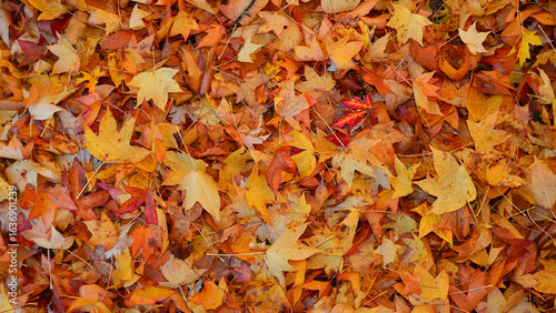 Thick layer of colourful autumn leaves
