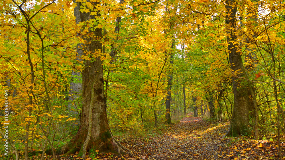 Fototapeta premium Via Transilvanica, beech forest in green and autumn gold 