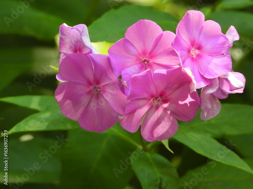 Pink and Purple Phlox in Garden