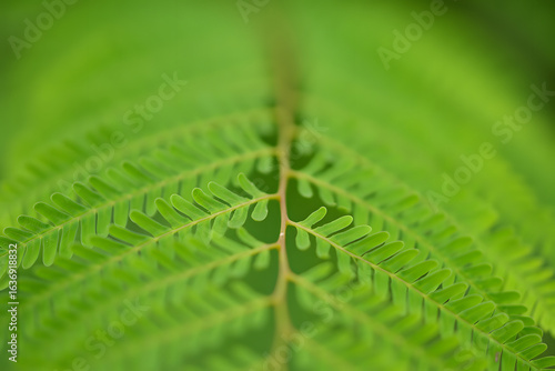 A detailed macro photograph capturing the symmetrical pattern of a fresh green fern-like leaf. Natural botanical background with soft focus.