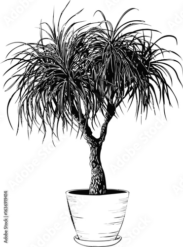 Monochrome illustration of a potted yucca plant with spiky leaves. Vector illustration