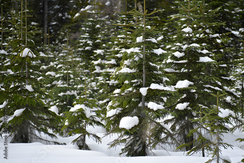 A tranquil winter scene in a dense coniferous forest with evergreen spruce trees covered in fresh snow.
