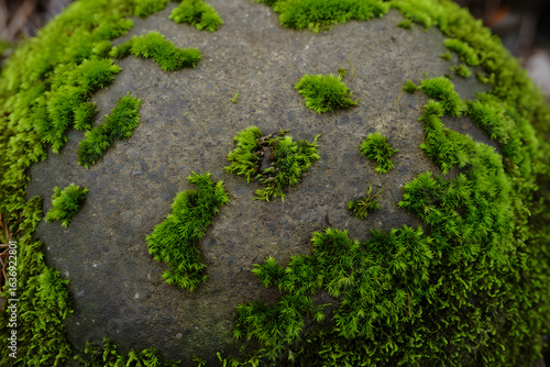 A close-up macro view of vibrant green moss growing on a weathered gray boulder in a tranquil forest. Natural texture and pattern.