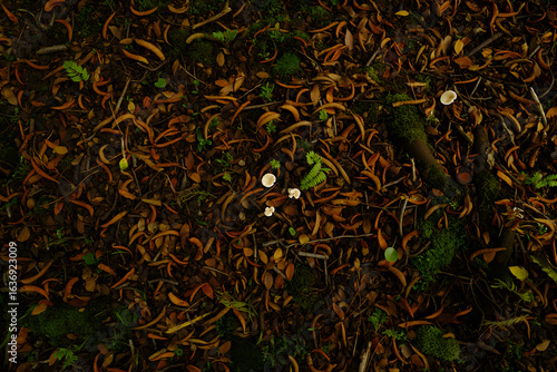 Tiny white cup fungi on a dark forest floor with autumn leaves and moss. A macro perspective of woodland undergrowth and natural textures.
