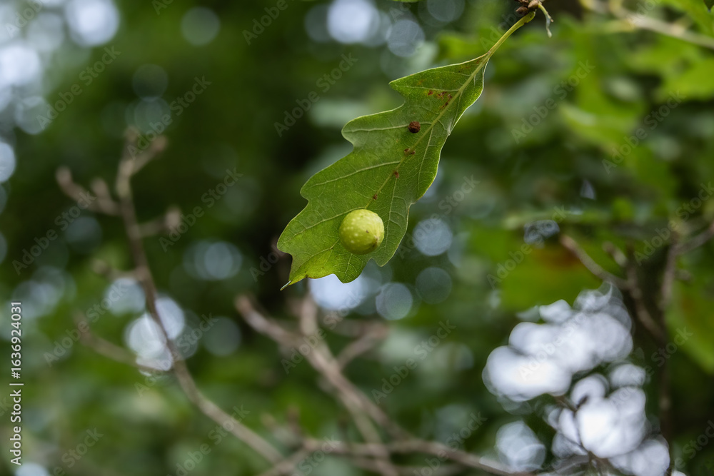 Fototapeta premium Close-up of a green leaf with a round gall