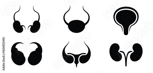Set of six black and white icons representing human male reproductive and urinary organs