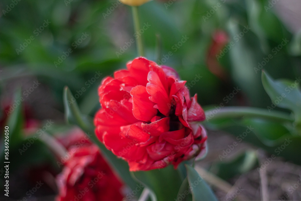 Obraz premium Vibrant Red Tulip Blooming in a Flower Garden During Early Spring