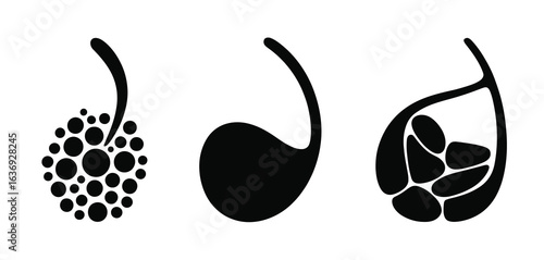 Illustration of a sperm cell development stages in black and white