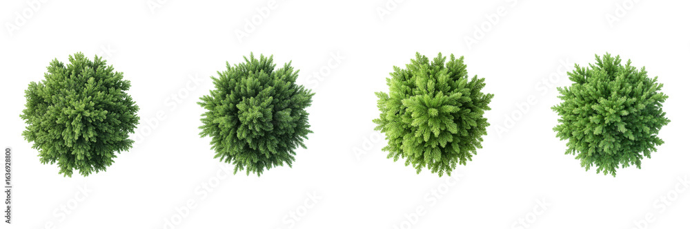 Fototapeta premium Top View Of Evergreen Trees Set. Nature And Landscaping Design Collection Isolated On Transparent Background