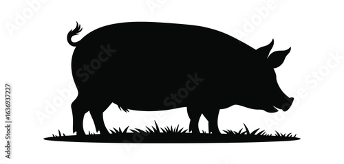 Silhouette of a plump domestic pig standing in grass