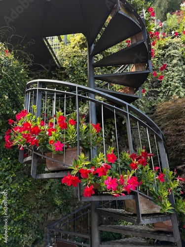 Dolomites
tourism
Alps of Italy
Flowers
