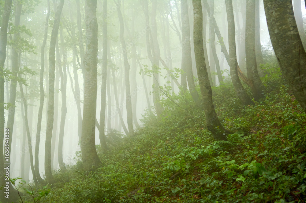 Fototapeta premium A dense forest shrouded in thick, swirling fog, where towering trees fade into the mist, creating layers of depth and mystery.