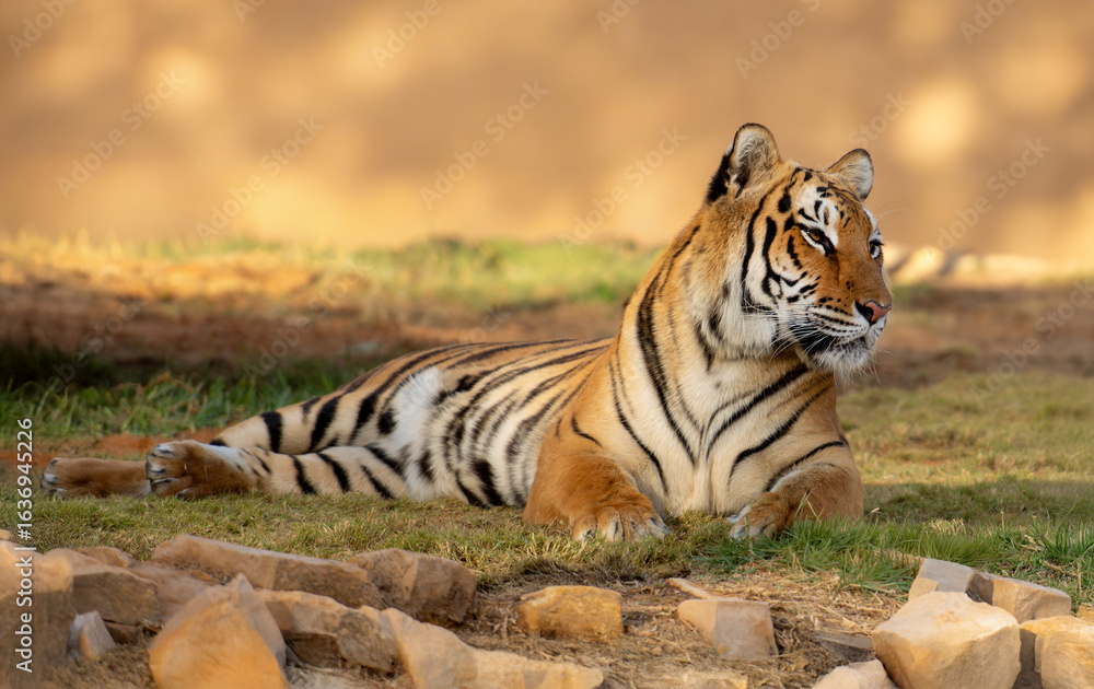 Fototapeta premium The tiger (Panthera tigris) is the largest of all wild cats, recognized for its striking orange coat with black stripes, immense strength, and solitary hunting style.