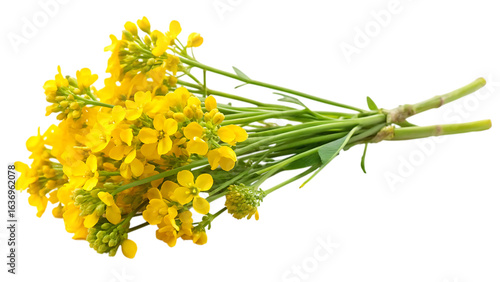 sprig of fresh rapeseed - isolated on a white background PNG. GENERATIVE AI
