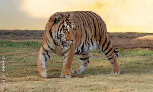 Photography The tiger (Panthera tigris) is the largest of all wild cats, recognized for its striking orange coat with black stripes, immense strength, and solitary hunting style