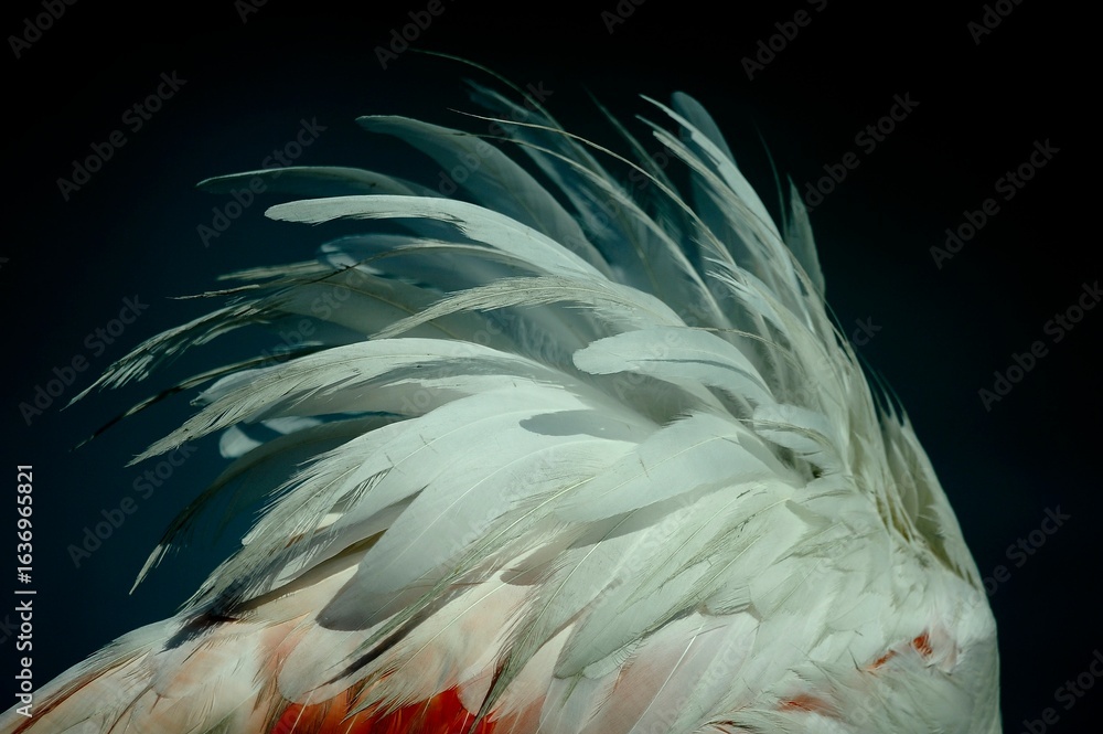 Fototapeta premium Greater flamingo (Phoenicopterus roseus) in natural wetland – elegant pink bird wading in shallow water