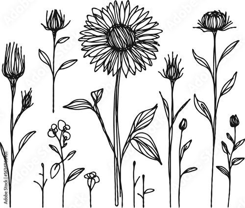 Wallpaper Mural line art sunflowers illustration. Set outline aster sketch, doodle floral stems. Hand drawn Botanical drawing. Simple Stylized flowers. Black and White blooming chamomile
 Torontodigital.ca