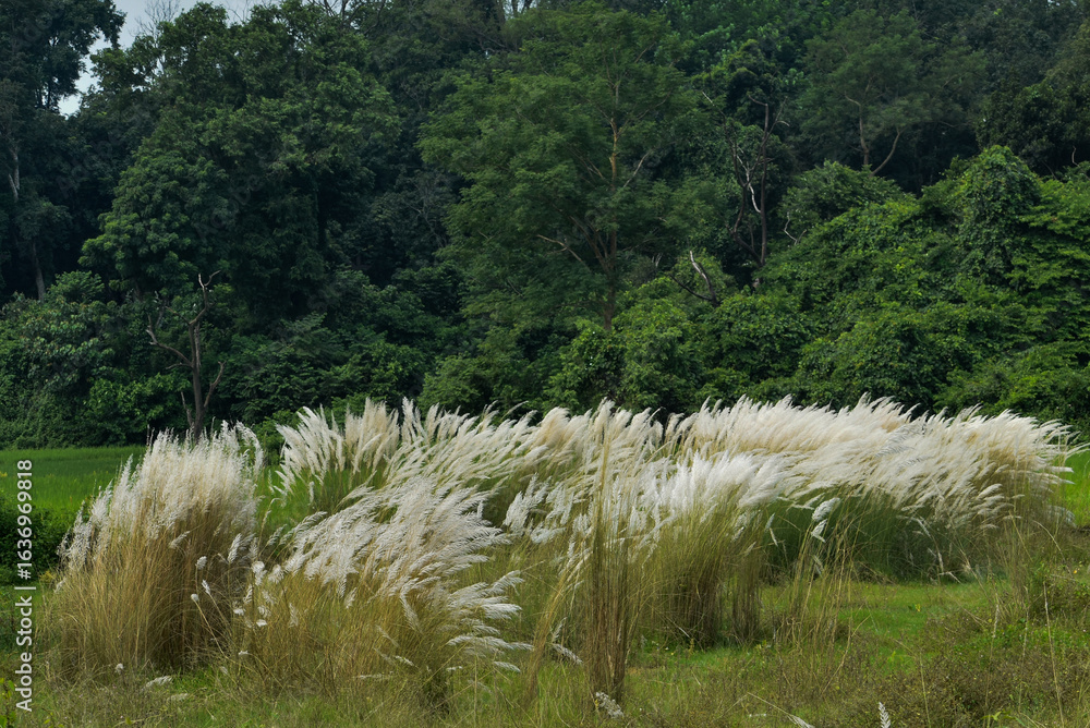 Fototapeta premium Fields of white Kashful flowers swaying in the wind, a symbol of autumn in rural Bengal.