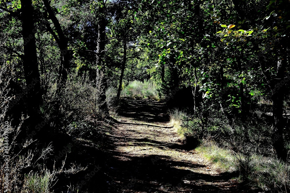 Obraz premium Forest in the mountain