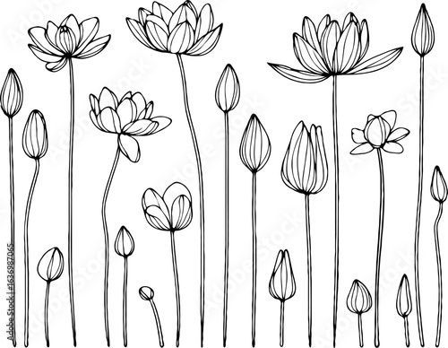 Hand drawn Collection lilies sketch, water lily buds flower, lotus Drawing set, flowers illustration outline Doodle, Floral botanical line art, leaves and stems engraving. 