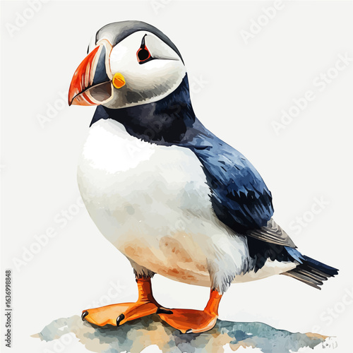 Puffin, watercolor vector, isolated on a white background.