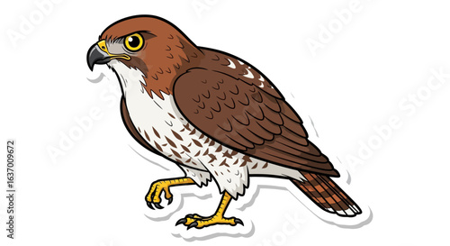 A detailed illustration of a Harris Hawk showing its rich brown plumage white markings on its wings and tail and sharp yellow talons and beak