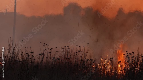 The fire is advancing and burning undergrowth in the park, due to drought caused by the heat of recent days.