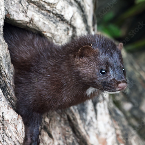American Mink Neogale vison checking out a hole in a tree along the shore line 