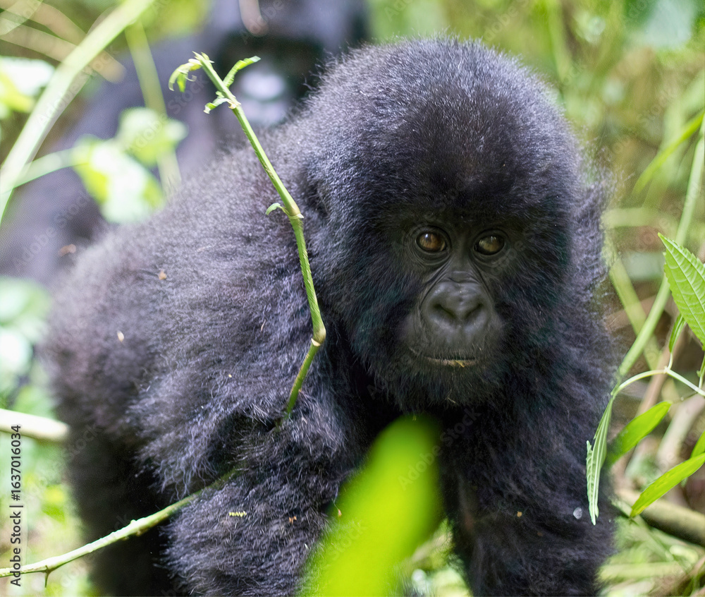 Obraz premium Young Gorilla in Grassy Enclosure