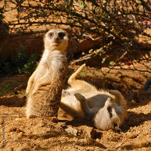 Wallpaper Mural Meerkat Pair in Sand Enclosure Torontodigital.ca