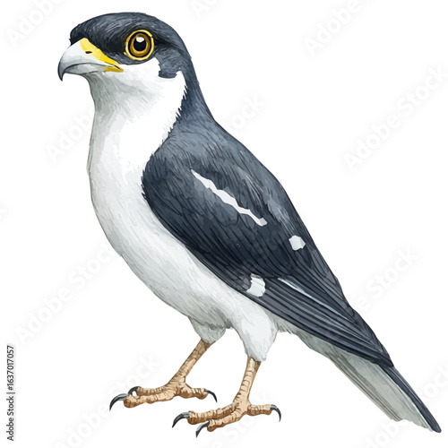 Myna Bird, watercolor painting vector, isolated on a white background.