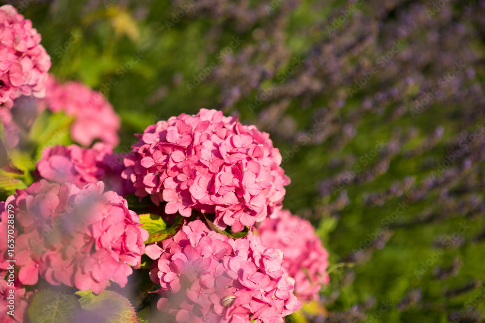 pink hydrangea flowers,a cluster of bright pink hydrangea blossoms. The flowers are in full bloom, with intricate petals forming a dense, rounded head. They are surrounded by lush, green leaves, which pink hydrangea flowers,a cluster of bright pink hydrangea blossoms. The flowers are in full bloom, with intricate petals forming a dense, rounded head. They are surrounded by lush, green leaves, which