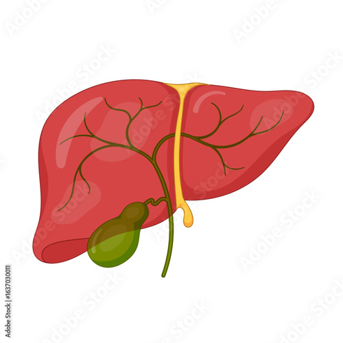 Human Liver Anatomy with Gallbladder and Bile Ducts