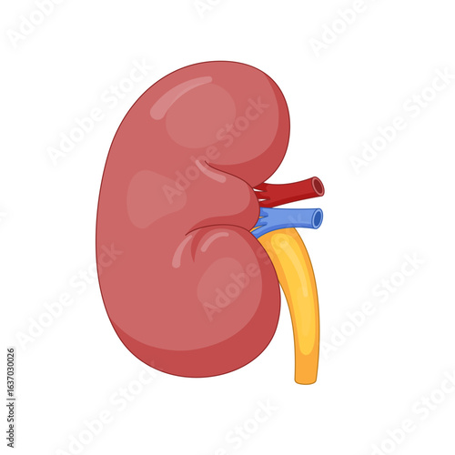 Human Kidney Anatomy with Renal Artery, Vein, and Ureter – Vector Medical Illustration