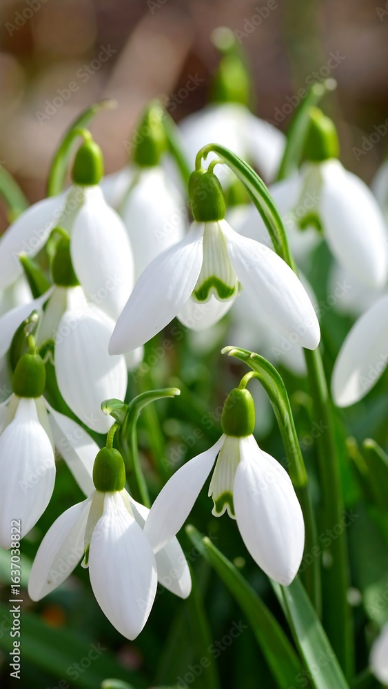 Fototapeta premium Close-up of snowdrops in bloom