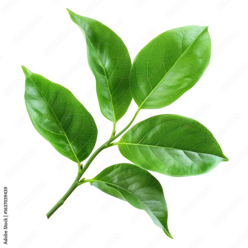 Fototapeta premium Close-up of vibrant green tea leaves on a stem