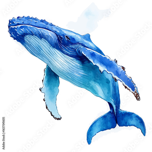 Humpback Whale, watercolor vector, isolated on a white background.
