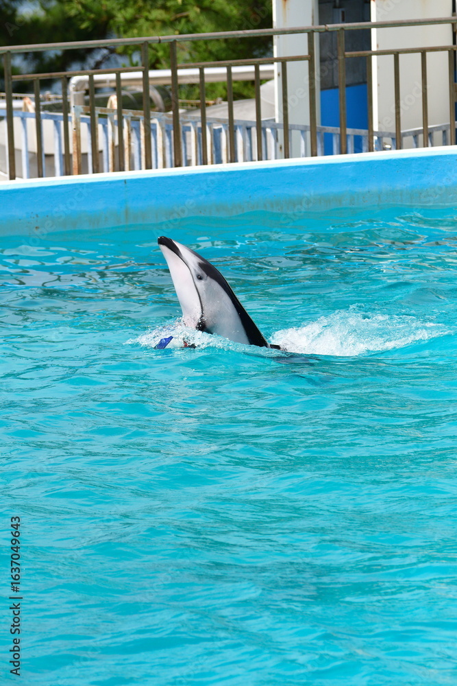 Obraz premium のとじま水族館 イルカショー（石川県）