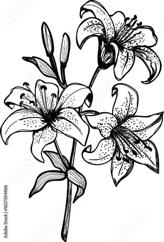 Tiger lily flower hand sketch