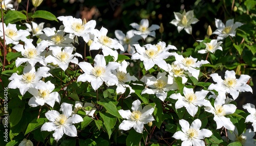 Blooming white clematis