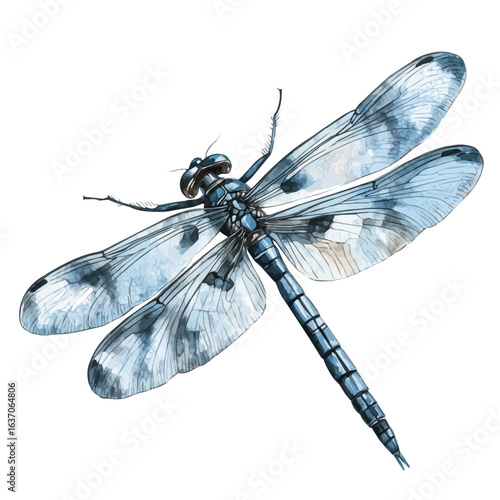 Dragonfly, watercolor illustration vector, isolated on a white background.